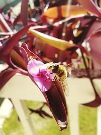 Close-up of purple flowers