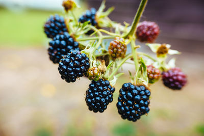 Close-up of berries growing on tree