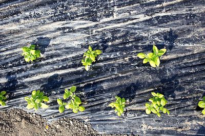 Plants growing in park