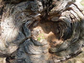 Close-up of tree trunk