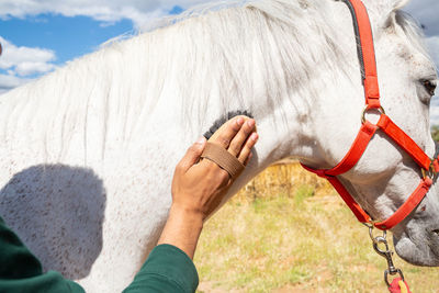 Black man brushing white horse