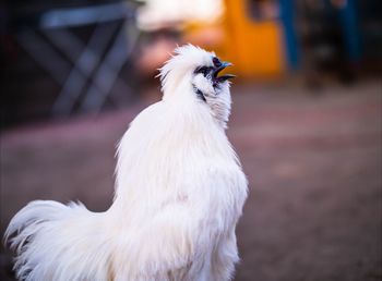 Close-up of a bird
