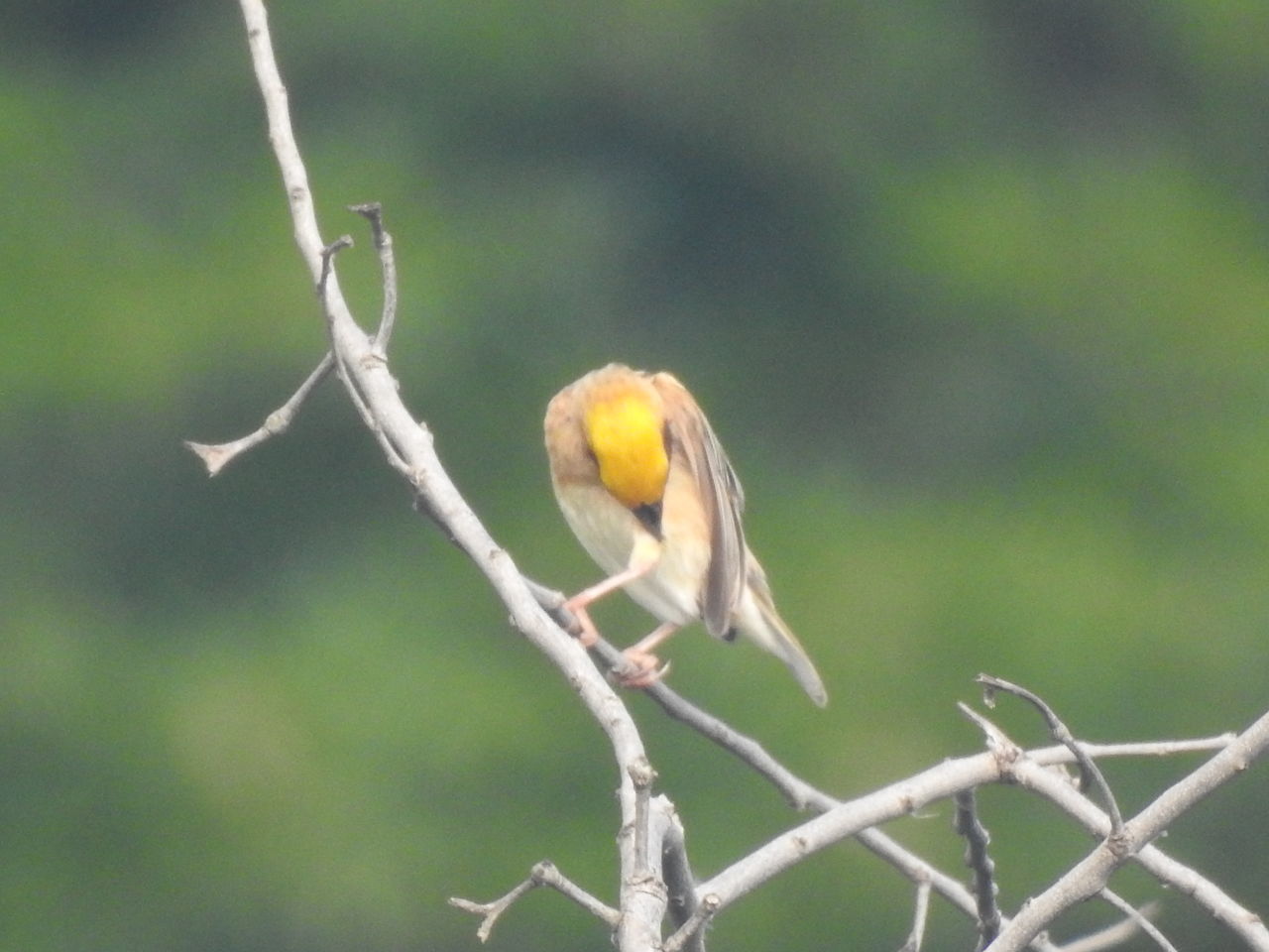 CLOSE-UP OF BIRD PERCHING ON A BRANCH