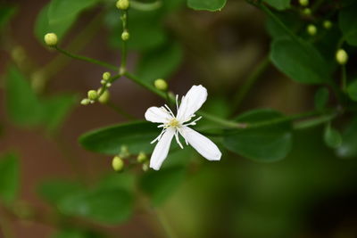 Close-up of white flowering plant