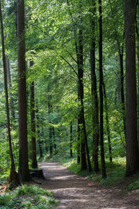 Trees growing in forest