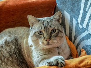Portrait of a cat resting