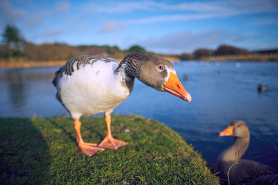 Duck in a lake