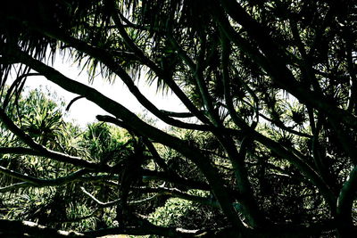 Low angle view of silhouette tree in forest against sky