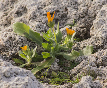 Close-up of yellow flowers