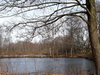 Bare trees by lake against sky