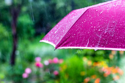 Close-up of wet red leaf on rainy day