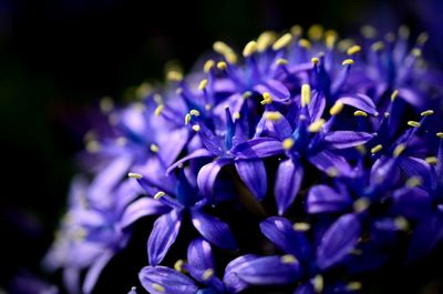 Close-up of purple flowers blooming outdoors