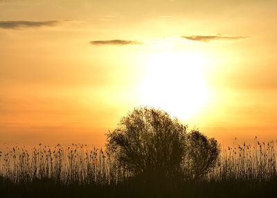 Silhouette trees against sky during sunset