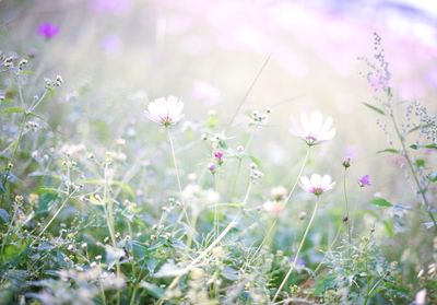 Close-up of flowers blooming in field