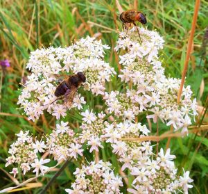 Close-up of honey bee on white flower