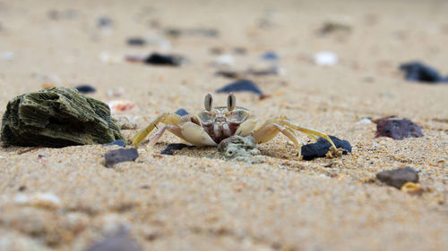 Crab at sandy beach