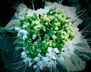 Close-up of white flowers