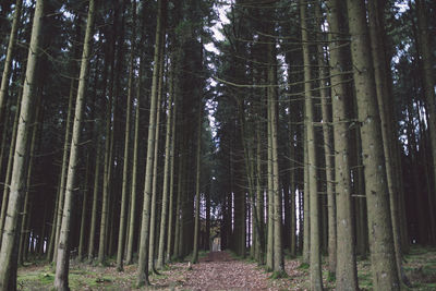 Trees in forest against sky