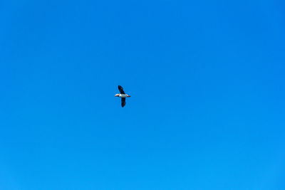 Low angle view of bird flying in blue sky