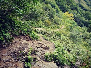 High angle view of trees in forest