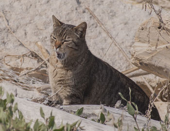 Close-up of cat on bare tree