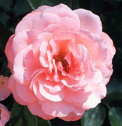 Close-up of pink rose