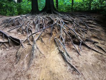 Close-up of tree roots on field