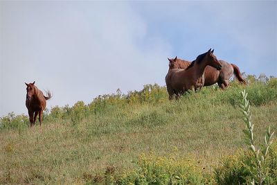 Brown horses in a pasture