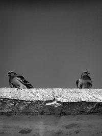 Bird perching on shore against sky
