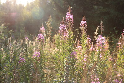 Close-up of pink flowers