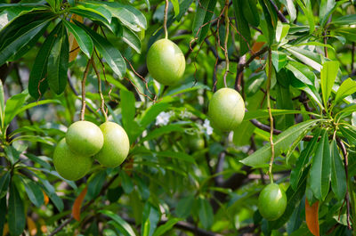 Close-up of fruits growing on tree