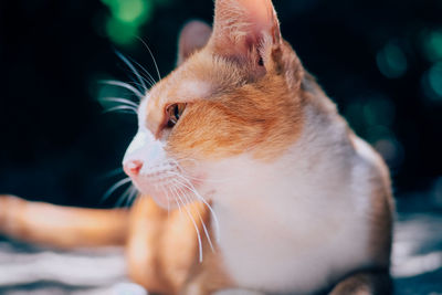 Close-up of cat looking away