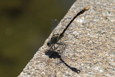 Close-up of insect