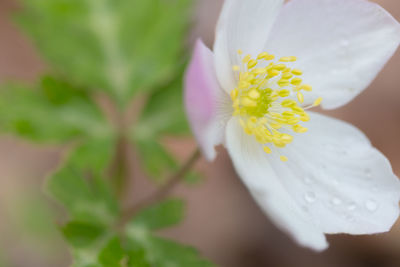 Close-up of white flowering plant