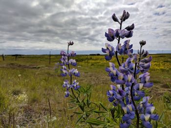 Close-up of purple crocus blooming on field against sky