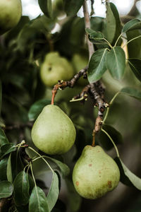 Close-up of fruits growing on tree