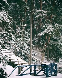 Frozen trees on landscape during winter