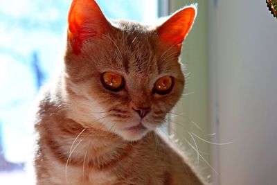 Close-up portrait of a cat