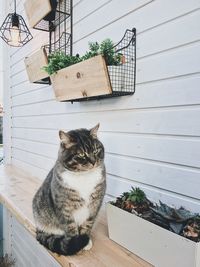 Cat sitting on table