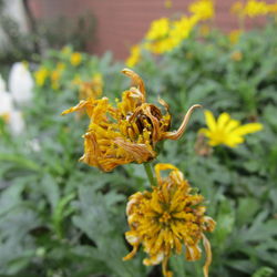 Close-up of yellow flower