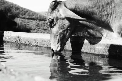 Close-up of horse drinking water