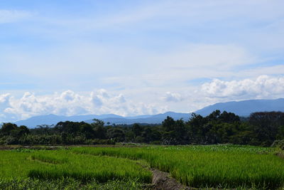 Scenic view of field against sky