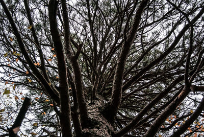 Low angle view of trees against sky