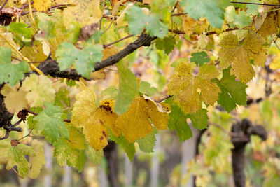 Close-up of yellow leaves on tree during autumn