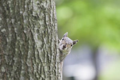 Close-up portrait of squirrel on tree trunk