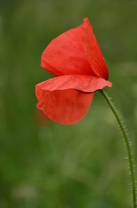 Close-up of red hibiscus flower