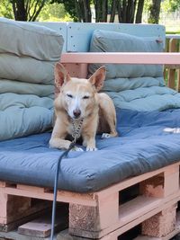 Portrait of dog resting on seat