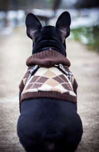Close-up of dog wearing clothe while sitting on footpath
