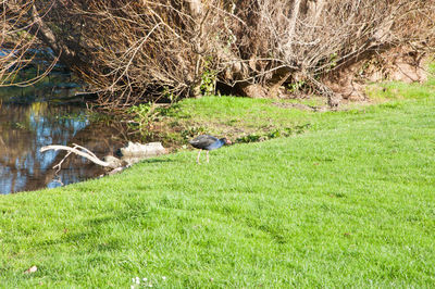 Bird on grass