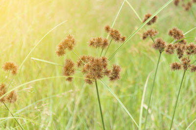 Close-up of flowers growing in field